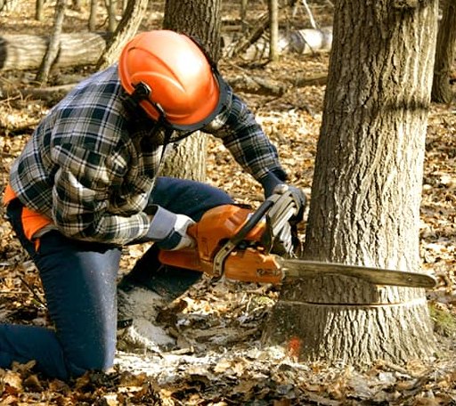 Tree Removal in Clarks Point, AK